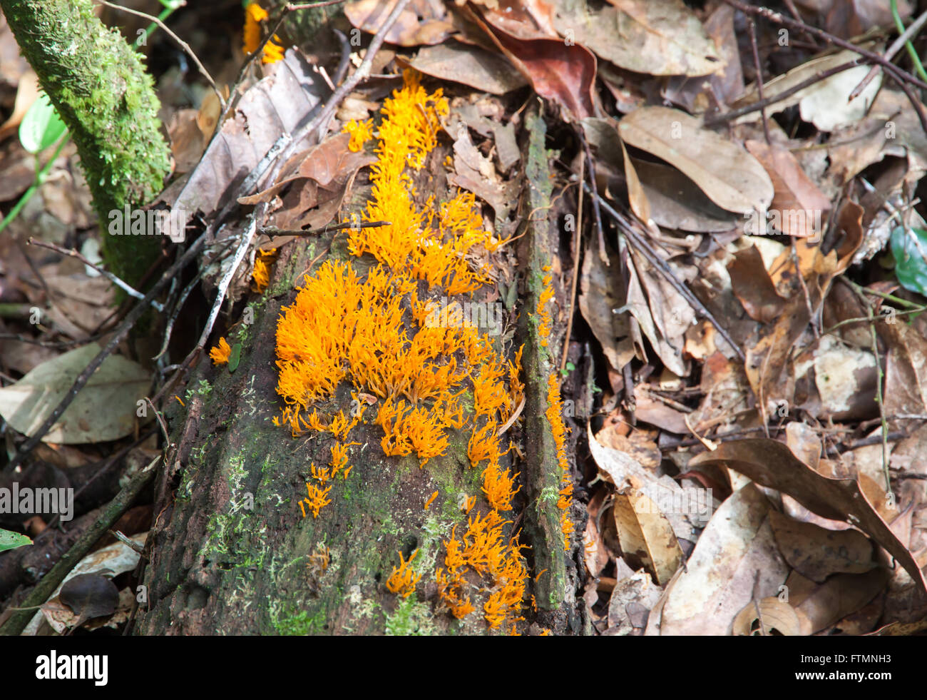 Yellow mushrooms on the timber in national park, Thailand. selection focus. Stock Photo