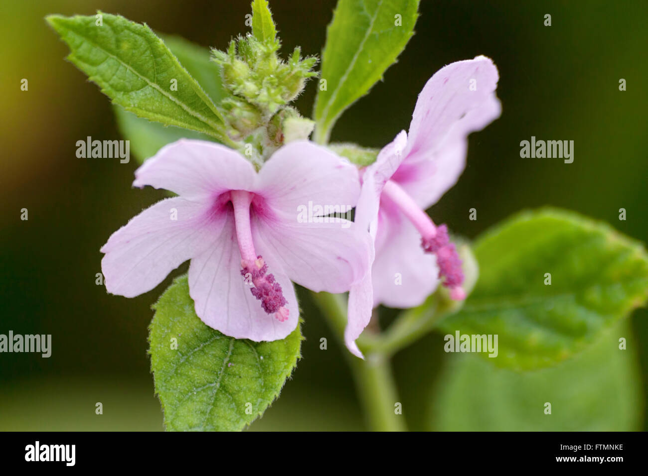 Caesar weed (Urena lobata L) pink flowers is a natural healing process Stock Photo