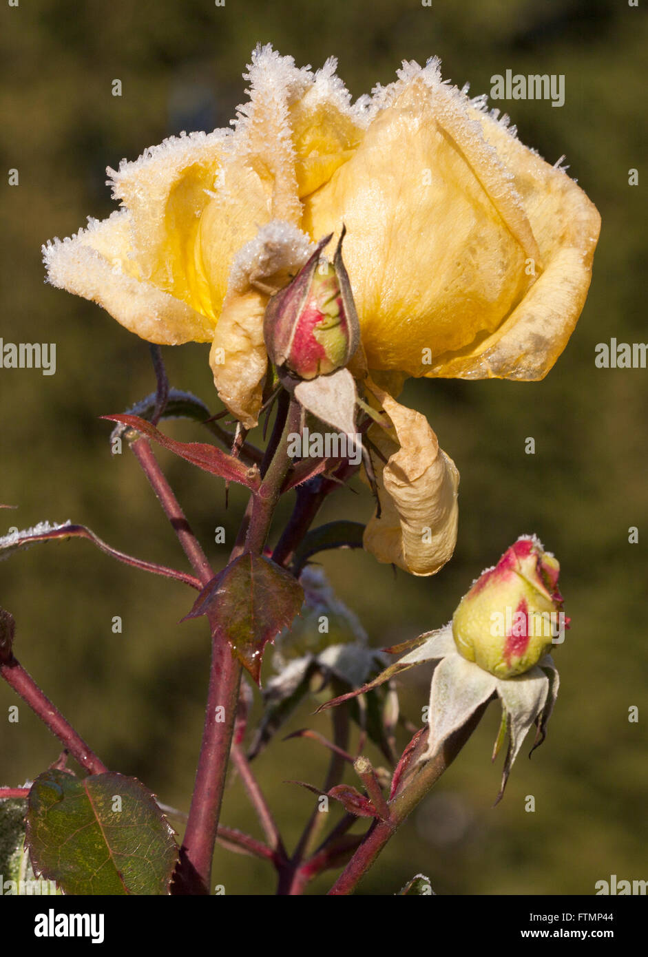 Frozen Rosebud with frost Stock Photo