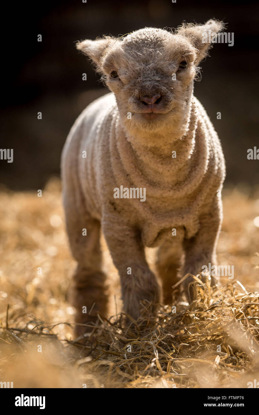 A newlyborn lamb at The Seven Sisters Sheep Centre in East Dean, near