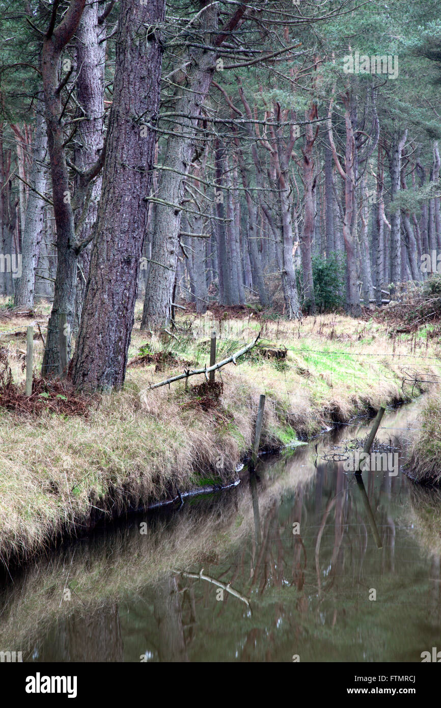 Tentsmuir Forest, Fife