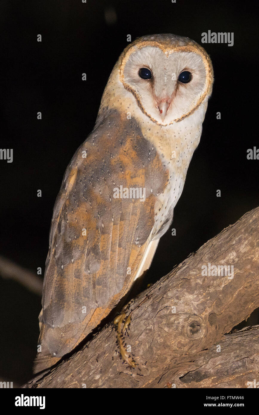 A wild Barn owl (Tyto alba) perched on a branch of a tree at night Stock Photo