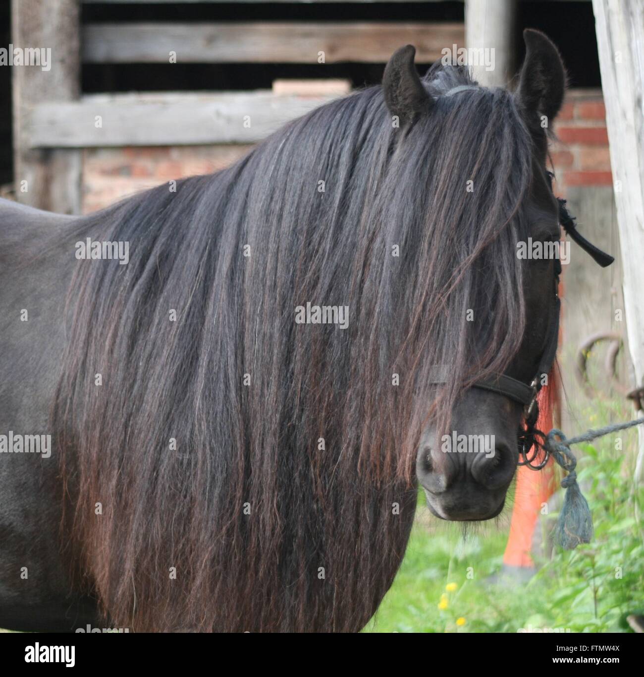Fell Pony in Farm Yard with lots of Mane Stock Photo