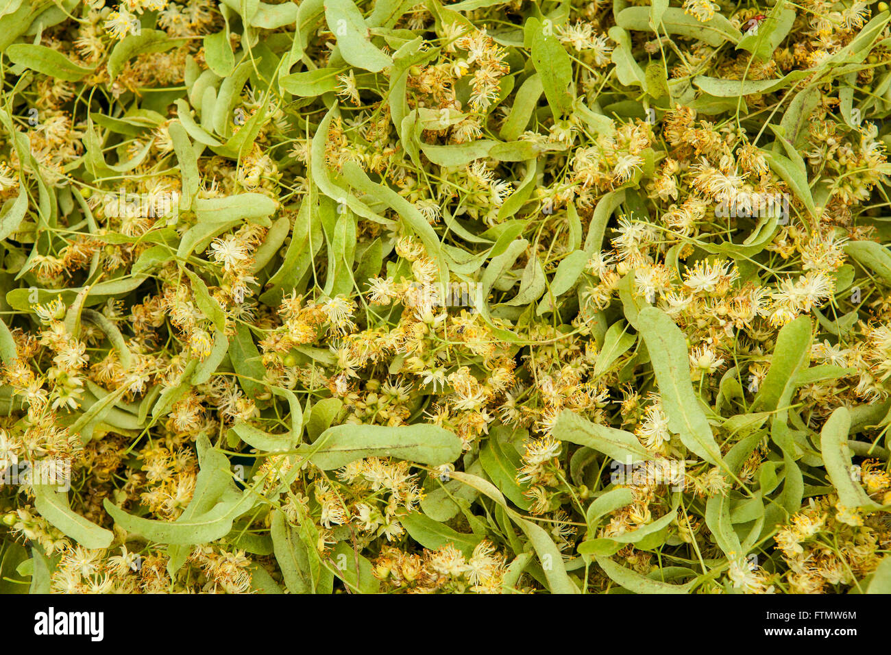 Background image of fresh tilia flowers texture Stock Photo