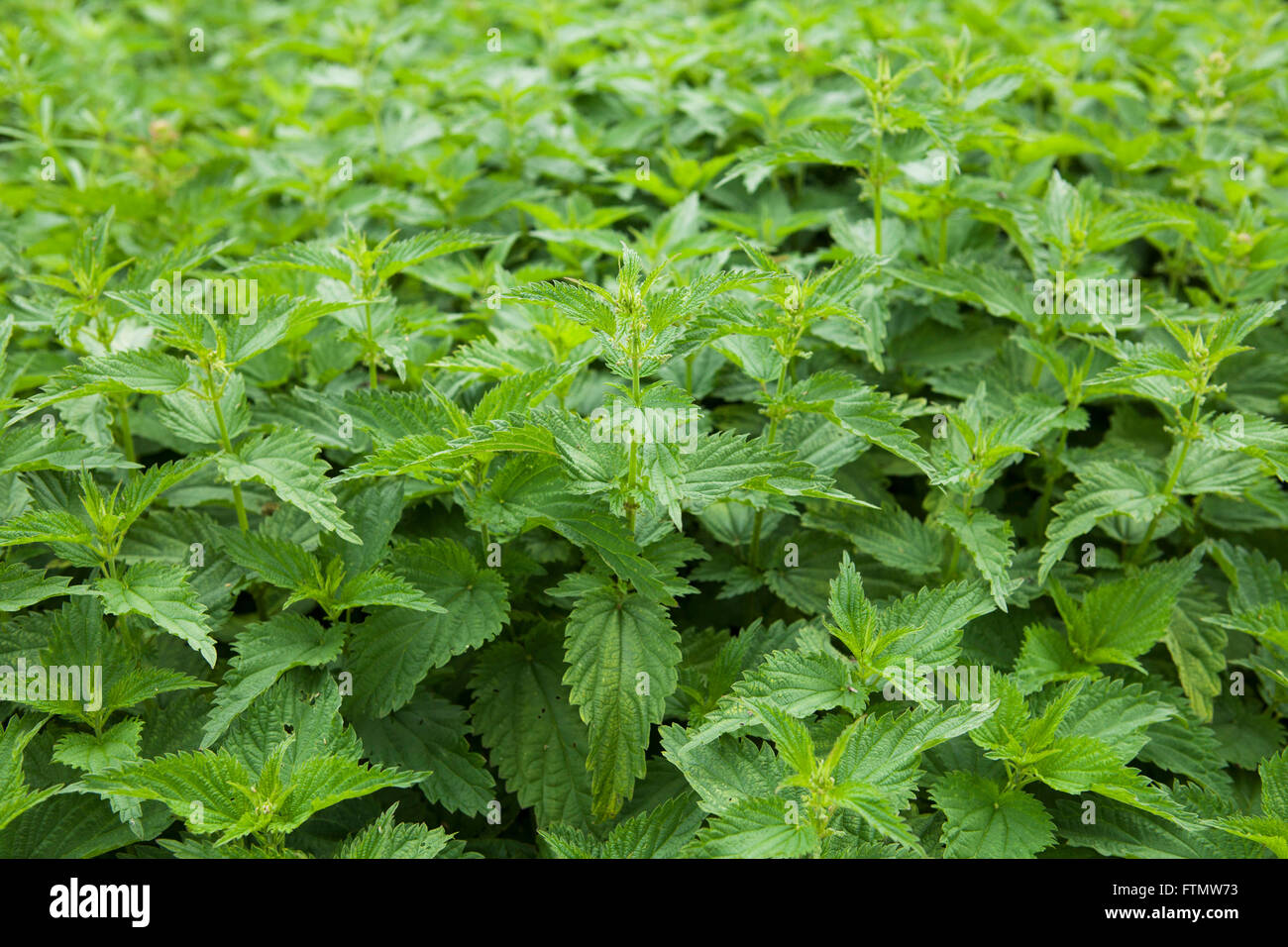 Nettle plant in field Stock Photo