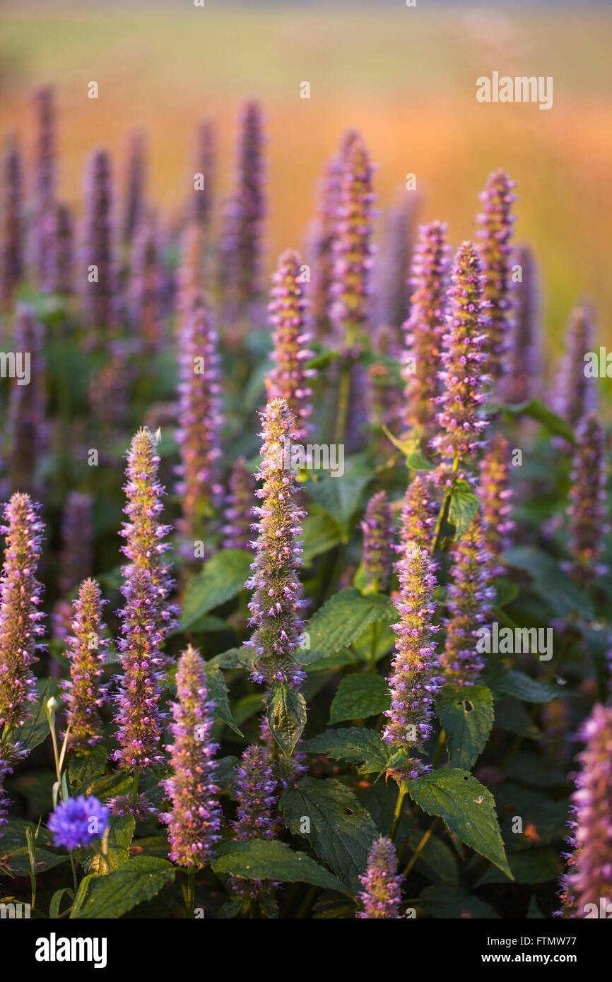 mage of giant Anise hyssop (Agastache foeniculum) in a summer garden. Stock Photo