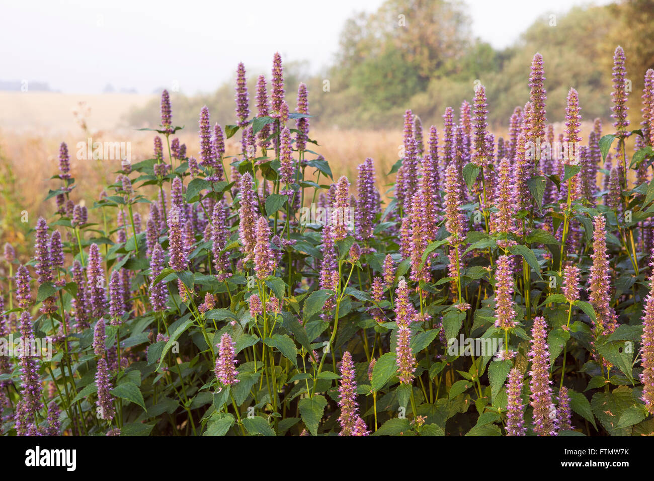 Image of giant Anise hyssop (Agastache foeniculum) in a summer garden. Stock Photo