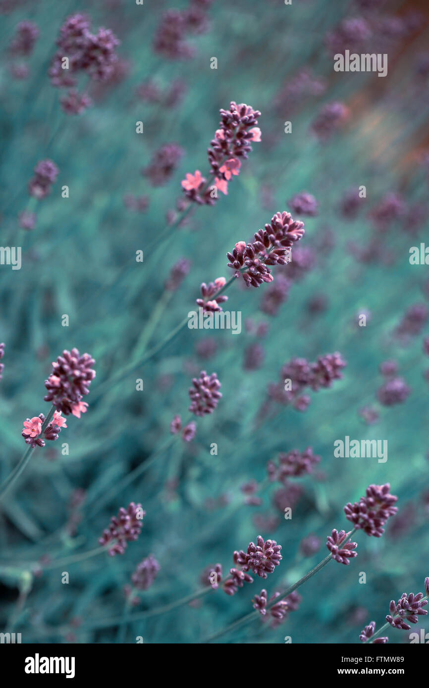 Vintage image of lavender in a summer garden. Stock Photo