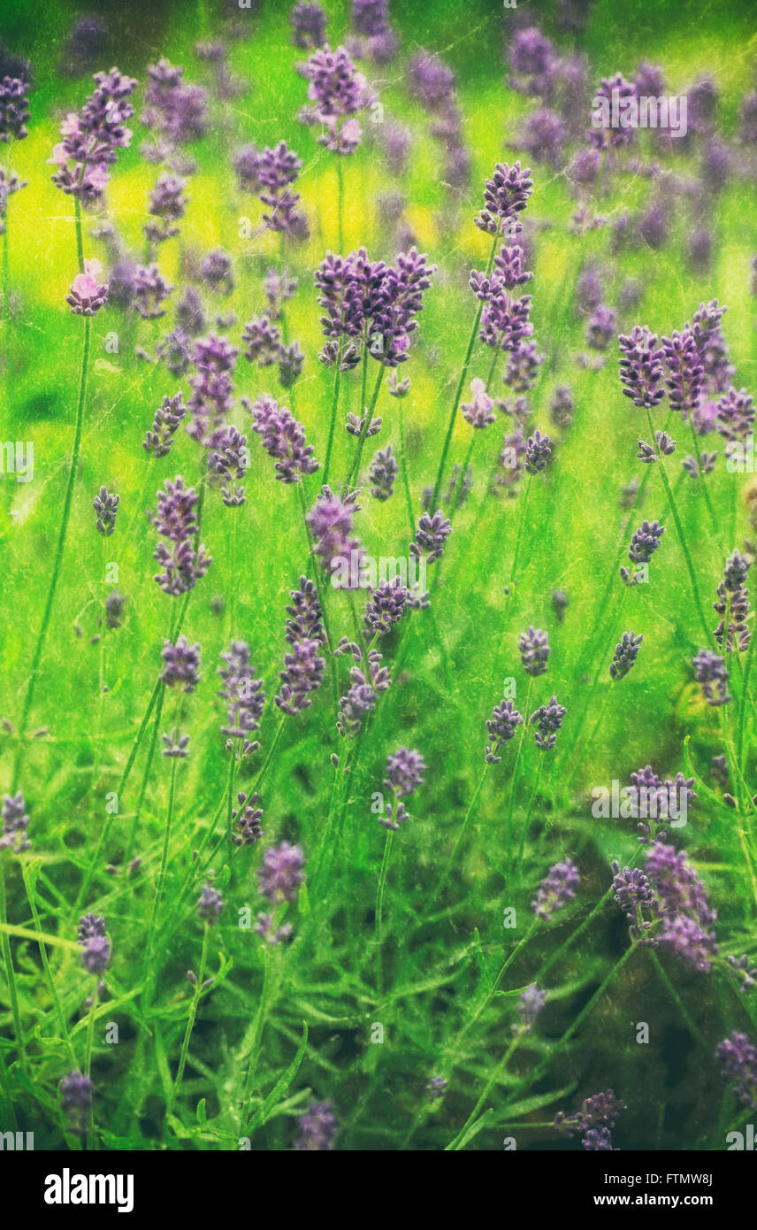 Image of vintage lavender in a summer garden. Stock Photo