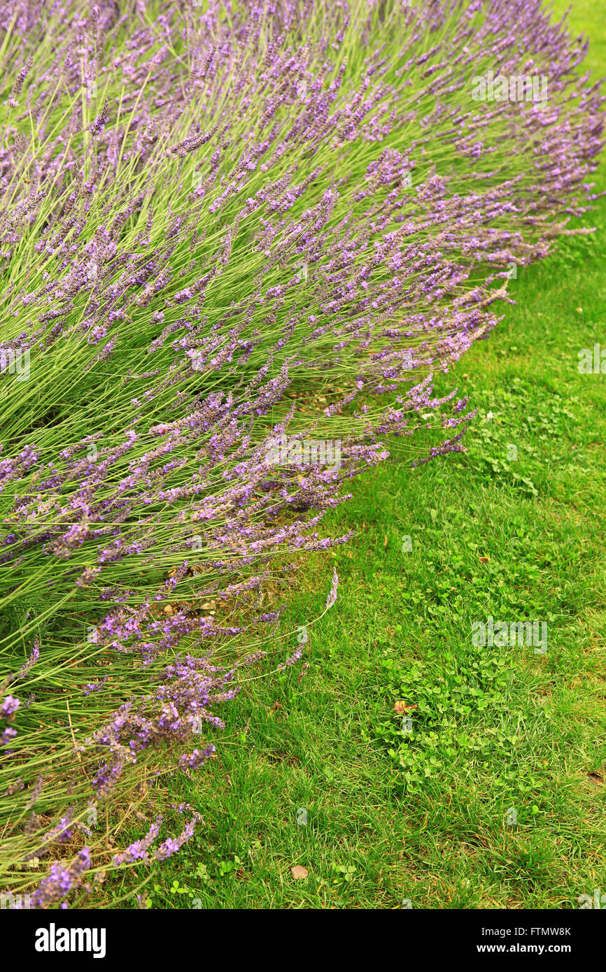 Image of vintage lavender in a summer garden. Stock Photo