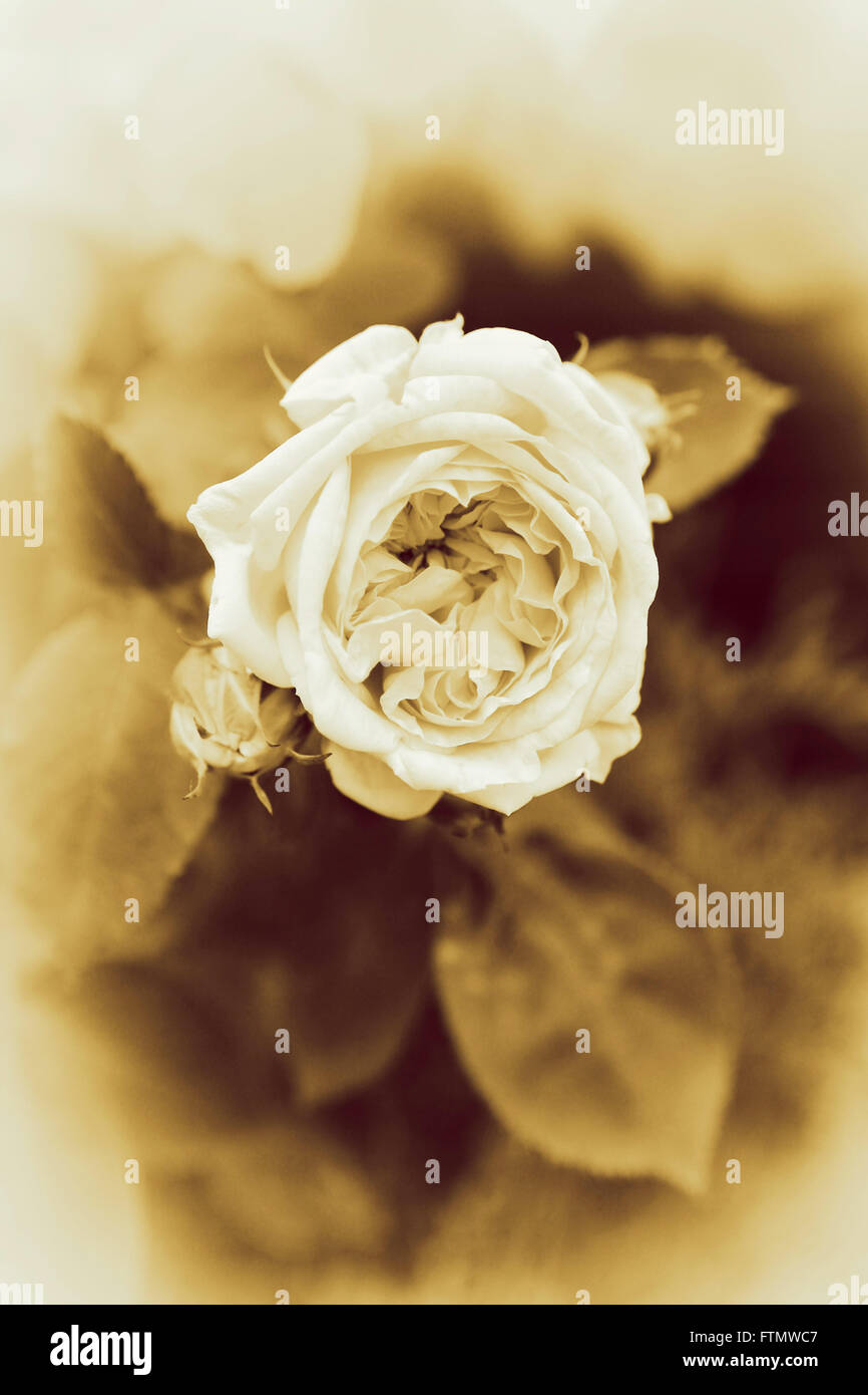 Image of sepia toned image to create a nostalgic, vintage white rose. Stock Photo