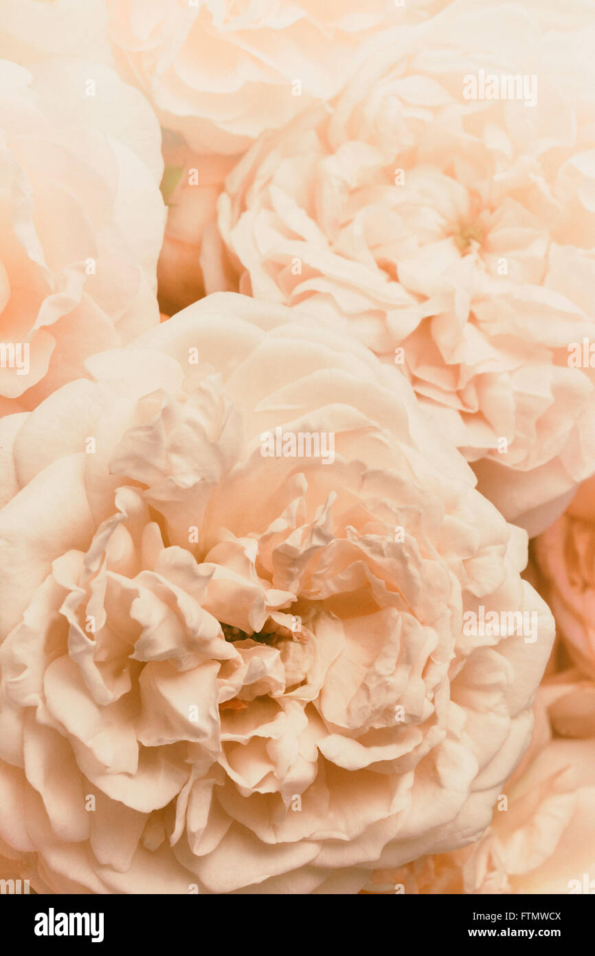 Image of pink vintage nostalgic roses background texture. Stock Photo