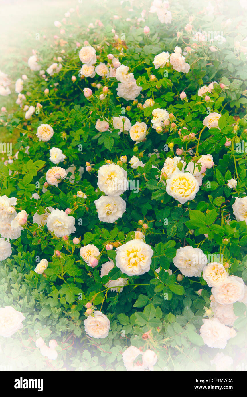 Image of vintage white roses bush in a romantic summer garden Stock Photo