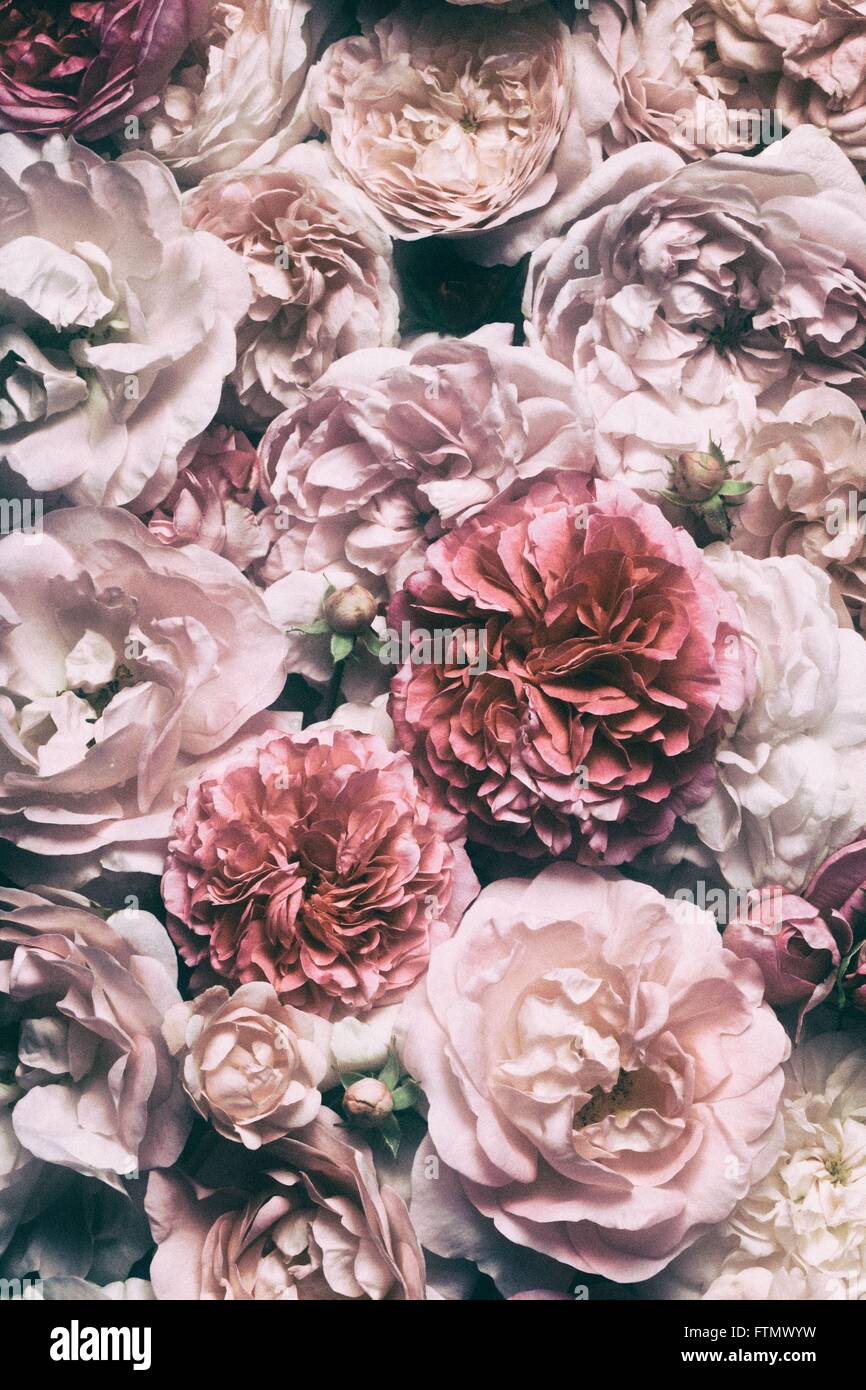 Image of pink vintage roses background texture. Stock Photo
