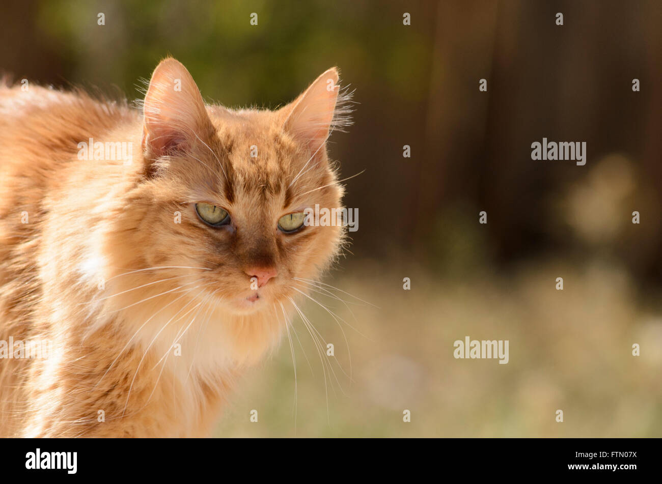 Closeup of tomcat face, orange and white long haired cat. Stock Photo