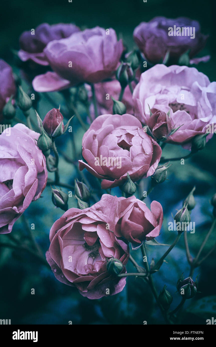 Image of vintage nostalgic roses background texture. Stock Photo