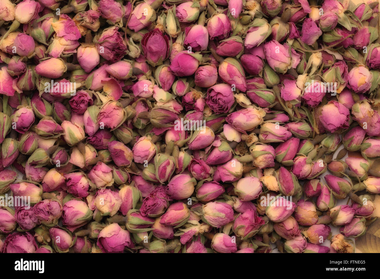 Vintage roses buds background texture Stock Photo