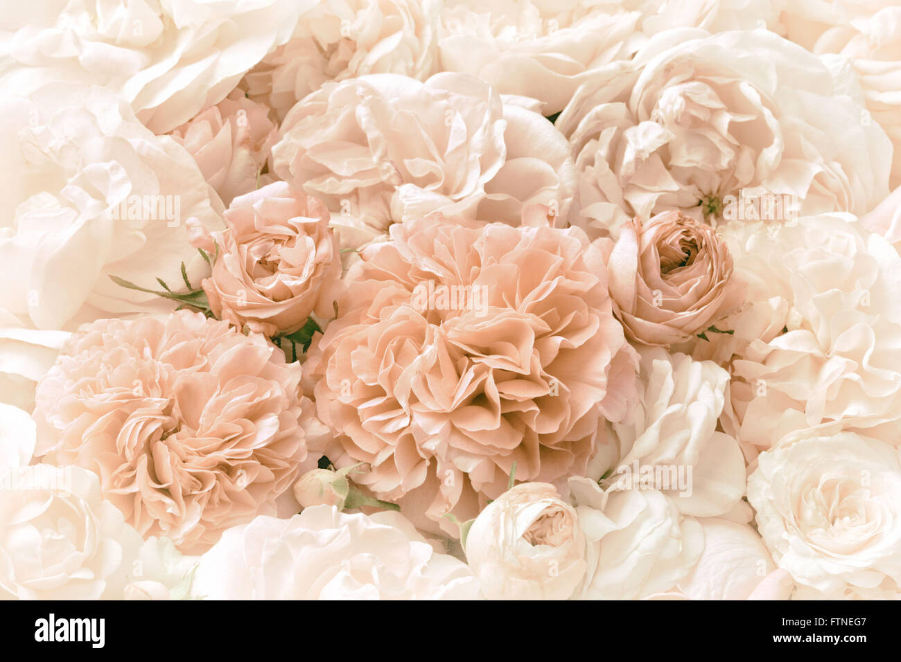 Image of vintage pastel rose blossoms background texture. Stock Photo