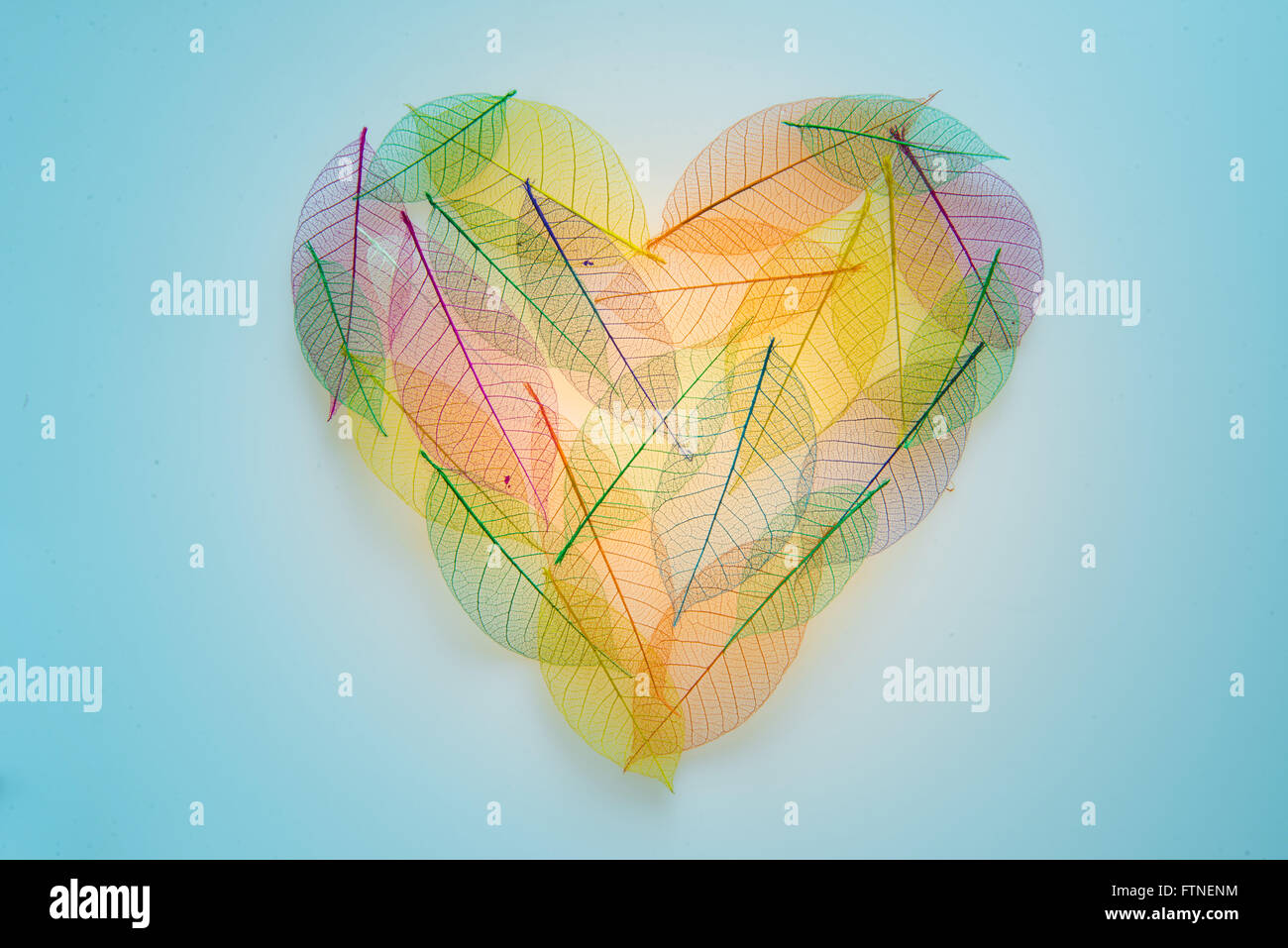 Heart shaped leaves transparent texture Stock Photo