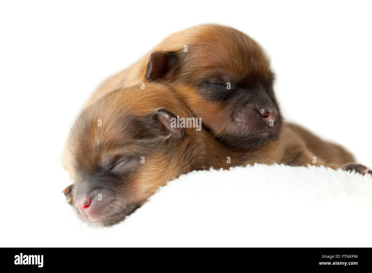 Zverg Spitz, Pomeranian puppies, couple of days old Stock Photo