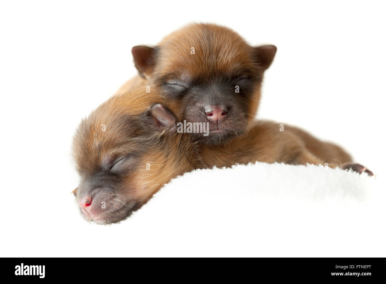 Zverg Spitz, Pomeranian puppies, couple of days old Stock Photo