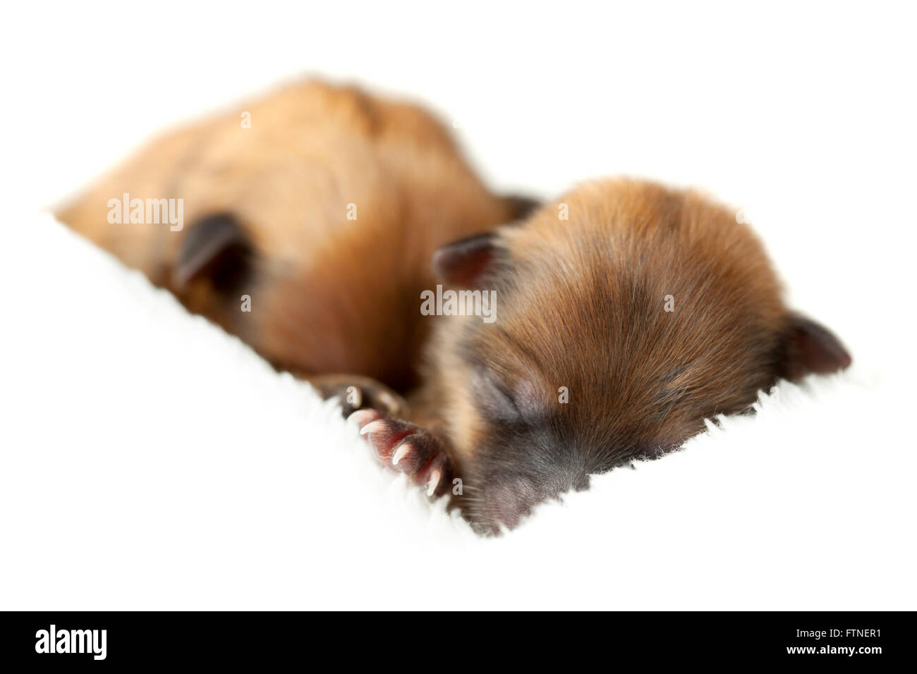 Zverg Spitz, Pomeranian puppies, couple of days old Stock Photo