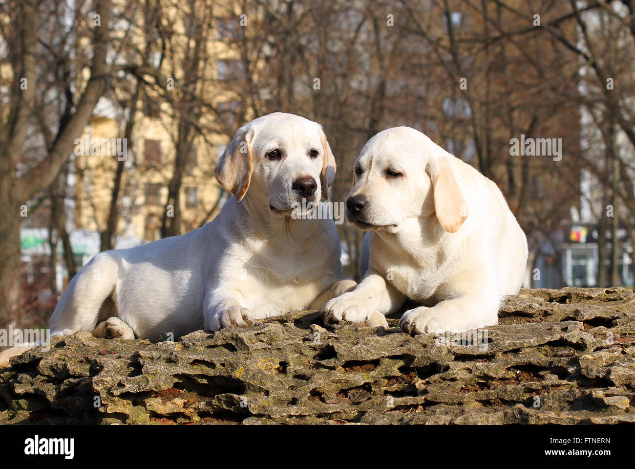 two yellow nice labrador puppies in the garden Stock Photo - Alamy