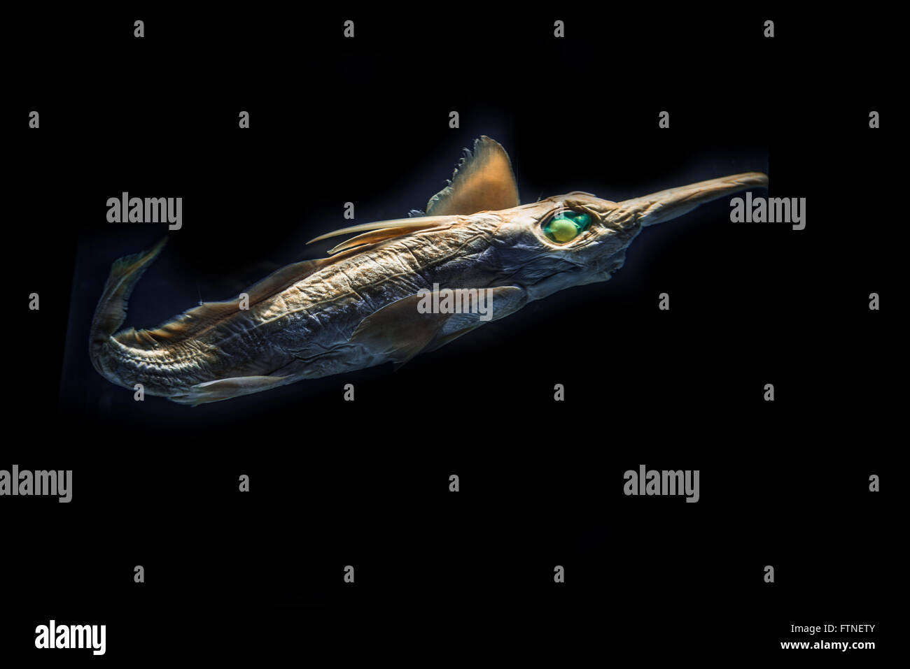 Deep-Sea Fish Stock Photo
