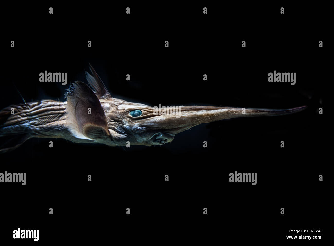 Deep-Sea Fish Stock Photo
