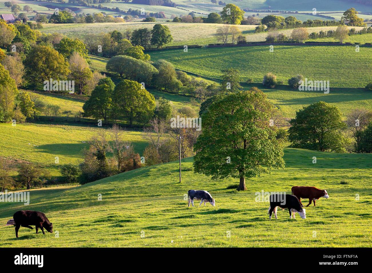 Eden Valley. Cattle grazing. Rural evening scene. Ainstable, Cumbria