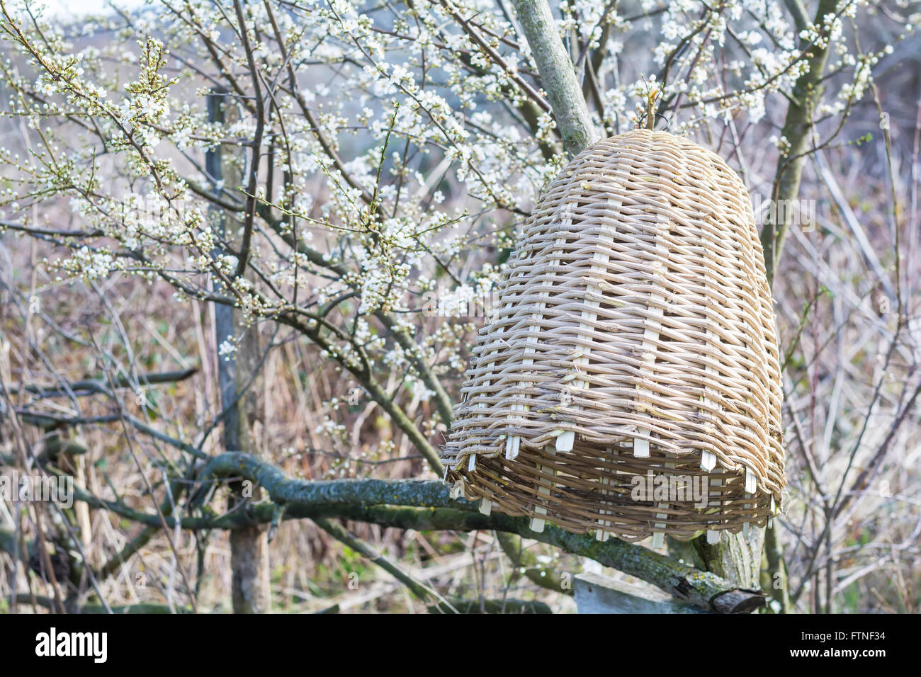 Handmade beehive to capture bee swarms in nature Stock Photo