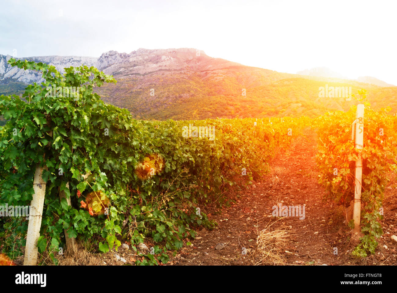 Beautiful rows of grapes before harvesting Stock Photo Alamy