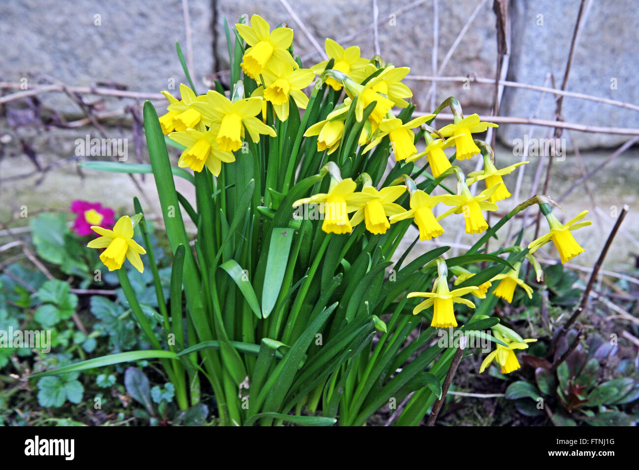 Yellow springtime daffodils,Zagreb,Croatia,Europe,1 Stock Photo