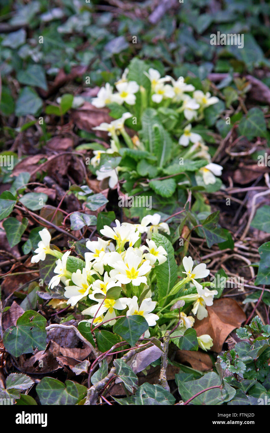 Pale springtime primroses,messengers,Zagreb,Croatia,Europe,1 Stock Photo