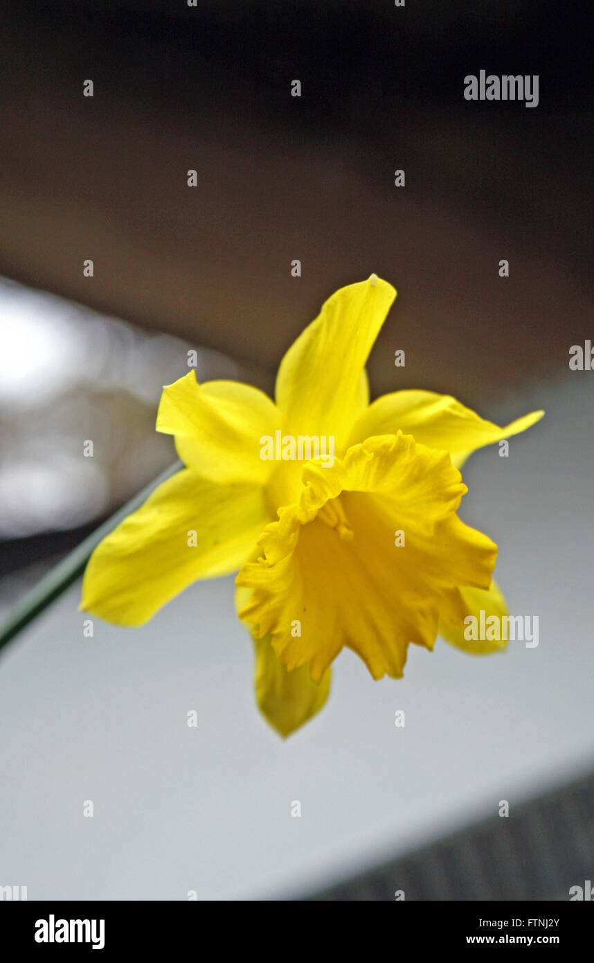 Yellow springtime daffodil,Zagreb,Croatia,Europe Stock Photo