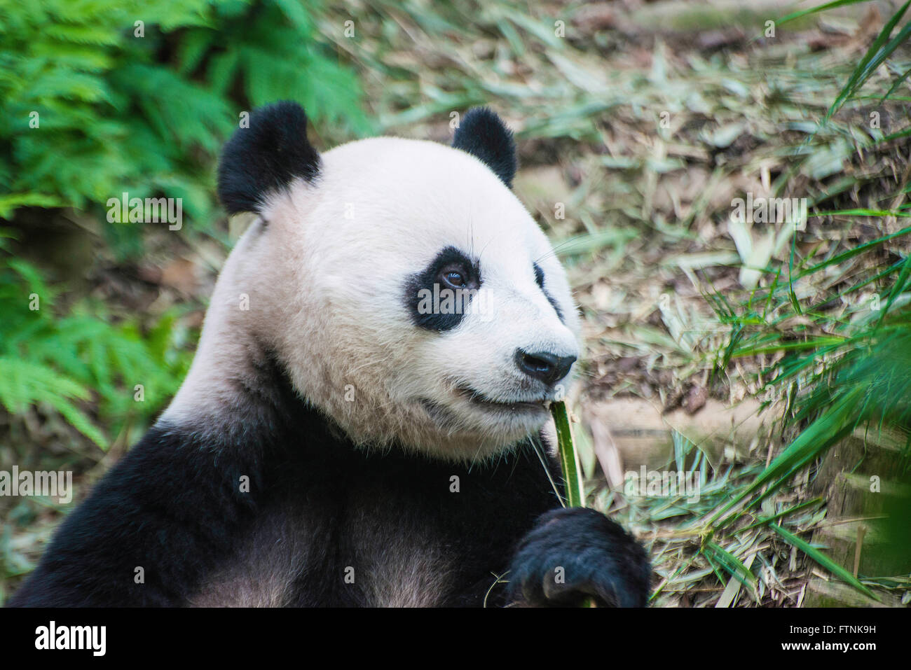 Great panda. Панда фото. Род панды. Панды Родом из Китая.. Панда род Медвежьих.