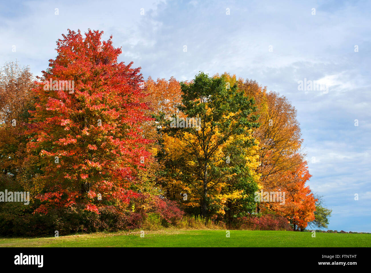 Fall trees scenic landscape of changing colors in Binghamton, Broome County upstate New York, North America USA. Stock Photo