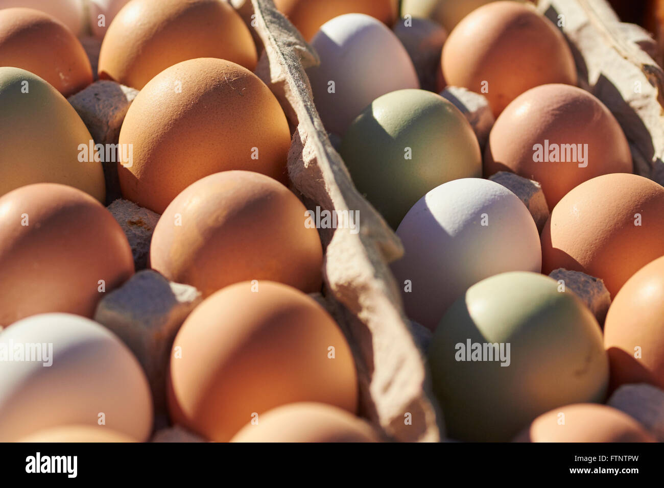 fresh raw eggs on display at the farmer's market in Alpine, Texas, USA Stock Photo