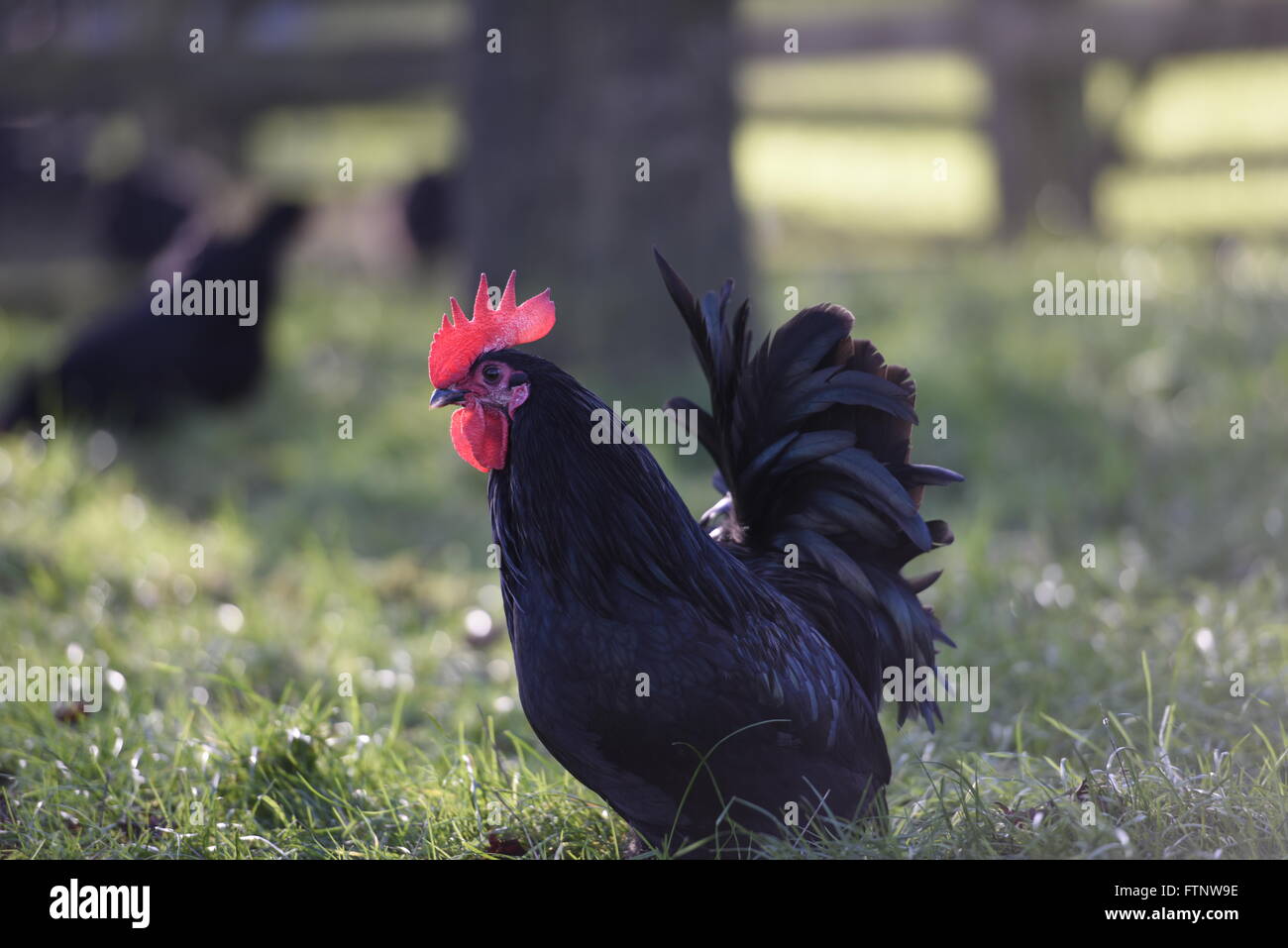 Scots Dumpy Cockeral standing in a field. Stock Photo
