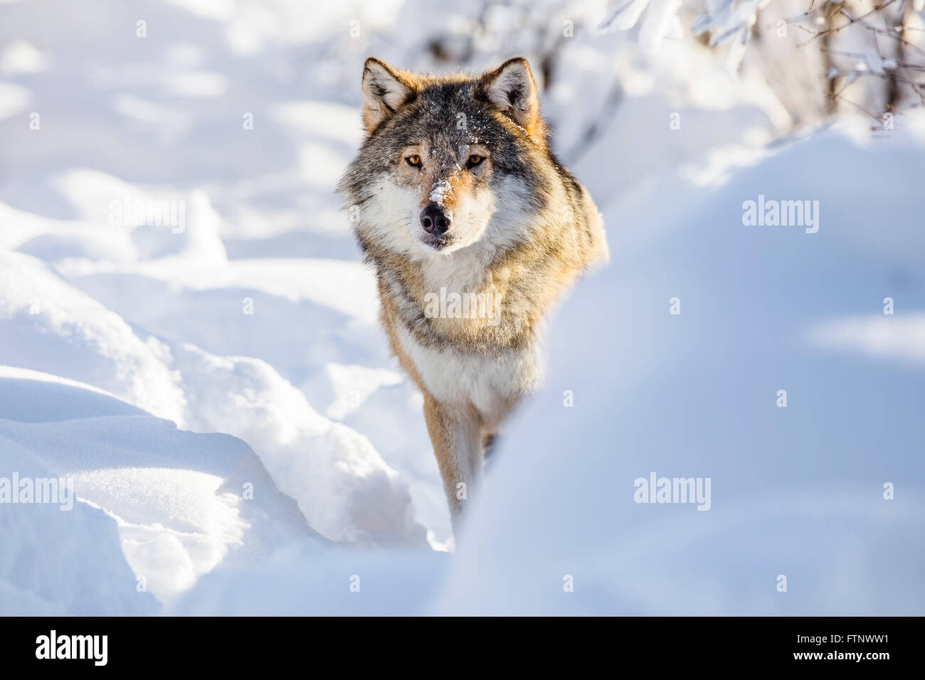 Wolf stands in beautiful white winter snow Stock Photo