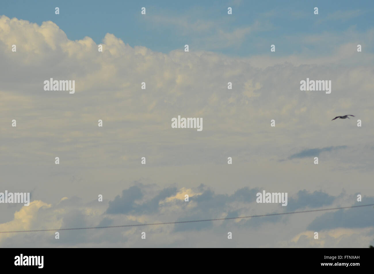 A seagull flying against a cloudy sky Stock Photo - Alamy