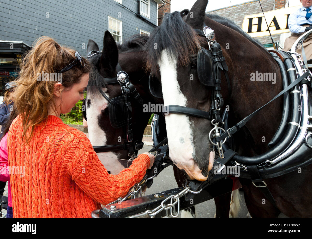 Shire horses, Monty and Winston, drinking beer outside the Harveys Brewery Shop, Lewes East