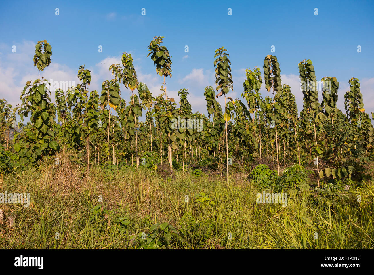 OSA PENINSULA, COSTA RICA Two year old teak trees on sustainable teak