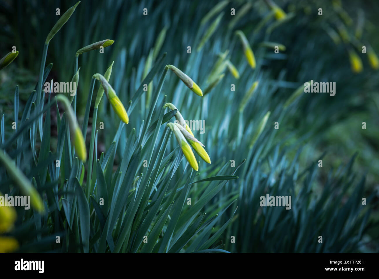 Daffodil buds hires stock photography and images Alamy