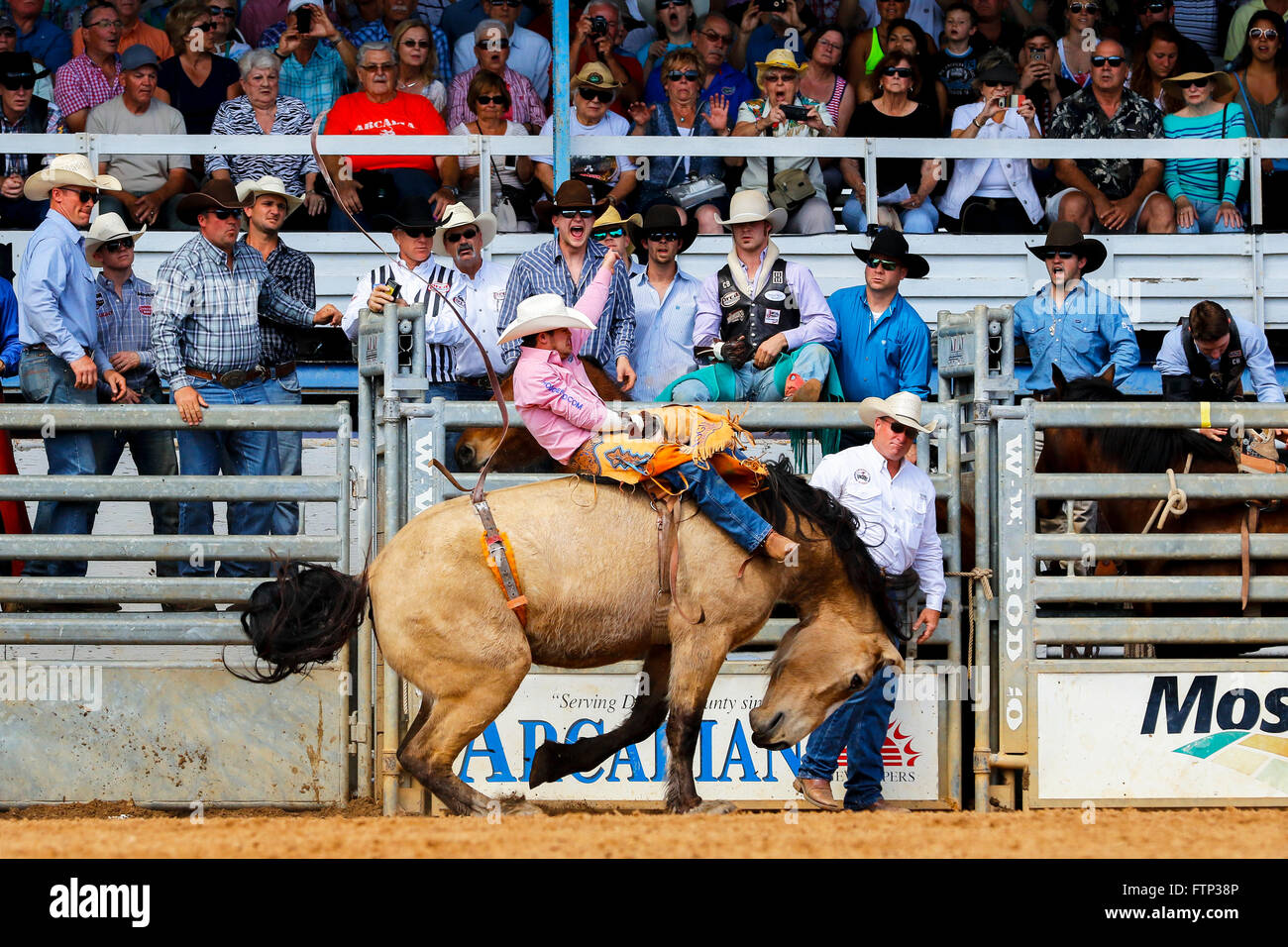 Cowboy on Bucking Bronco horse at Arcadia Rodeo, Florida, USA Stock