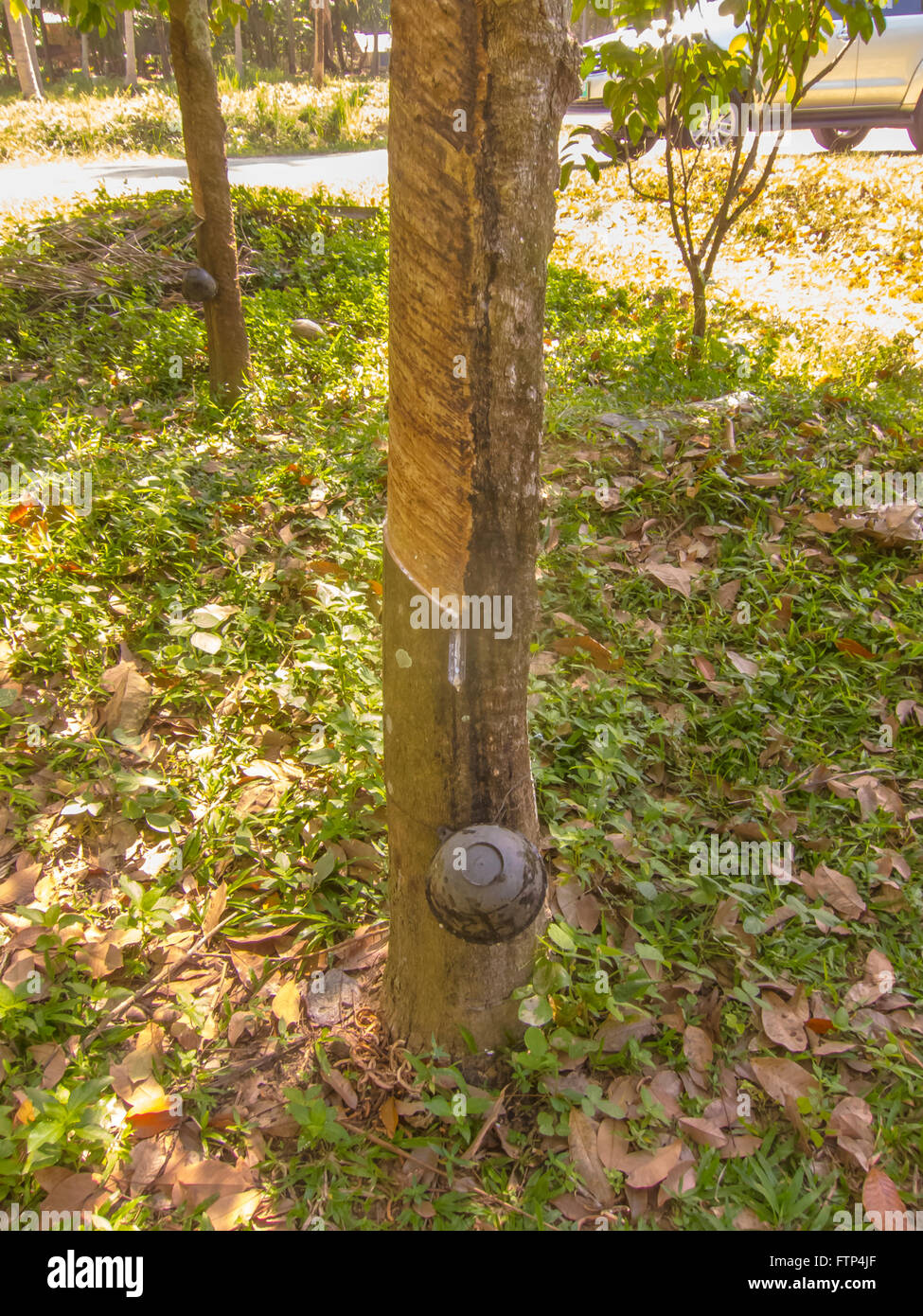 Rubber plantation on the island of Kho Yao Yai Thailand. Rubber tree showing the incision in the tree bark. Stock Photo