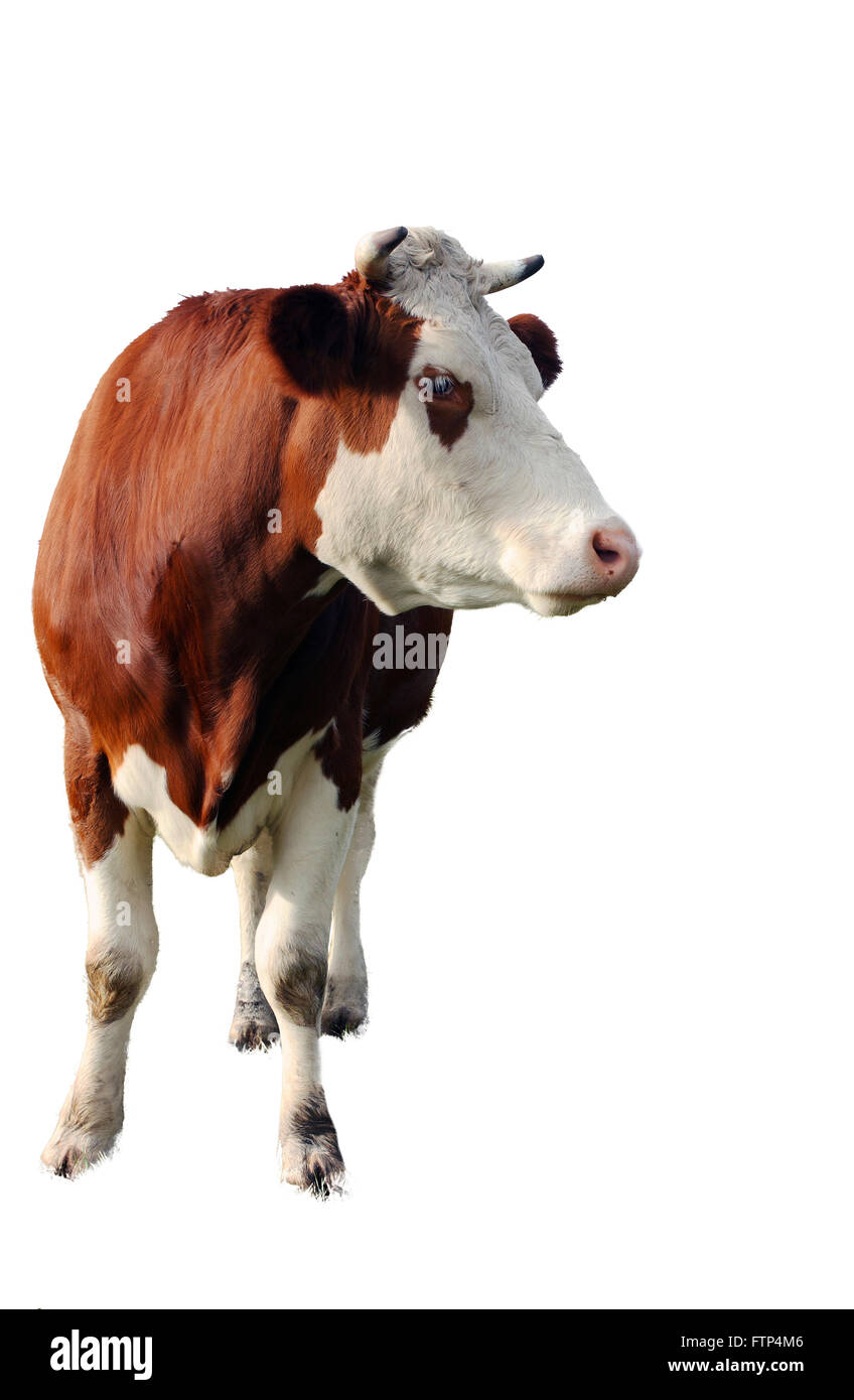 brown cow isolated on white background, closeup Stock Photo