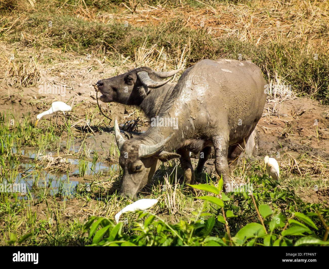 Water buffalo and egrets wallow in the mud.Koh Yao Yai island. Thailand Stock Photo