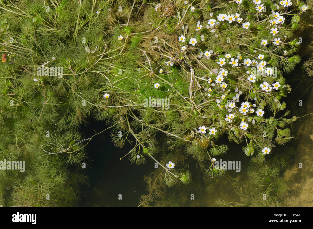Pond Water-crowfoot ,Ranunculus peltatus, in stream, Andalusia, Spain. Stock Photo