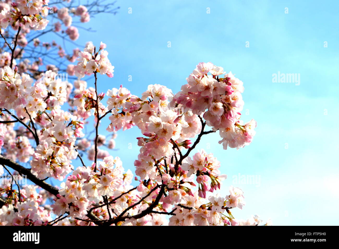 Cherry blossom attractions hi-res stock photography and images - Alamy
